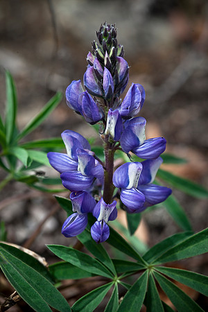 Arctic Lupine - Lupinus arcticus