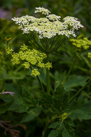 Cow Parsnip - Heracleum maximum