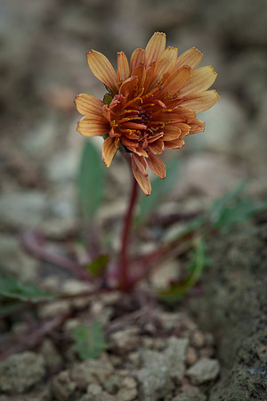 Pink Dandelion - Taraxacum carneocoloratum