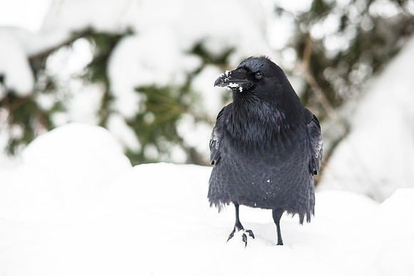 Raven Searching for Food