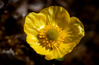 Snow Buttercup - Ranunculus nivalis