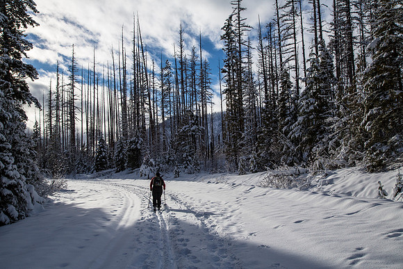 Skiing Along Fish Creek Road