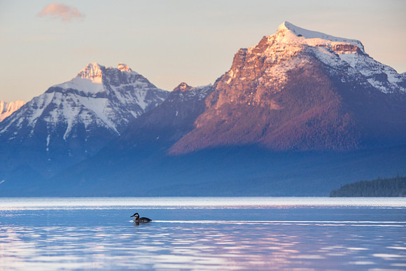 Red-necked Grebe and Mount Brown Alpenglow