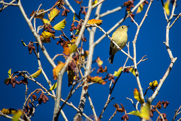 Ruby-crowned Kinglet - Regulus calendula