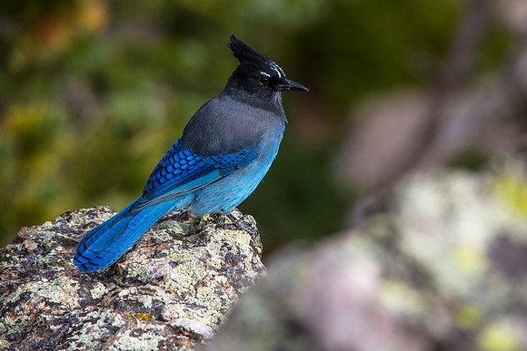Stellar's Jay - Cyanocitta stelleri