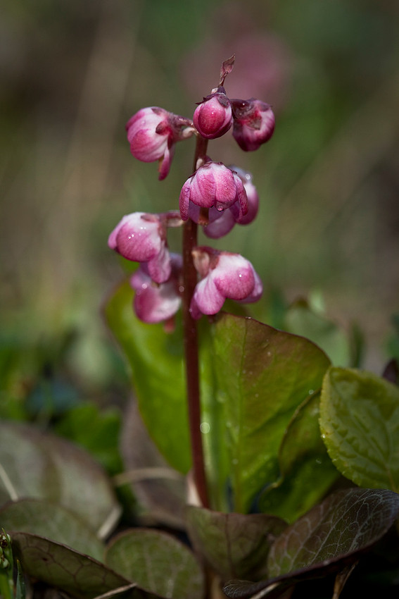 Pink Pyrola - Pyrola asarifolia