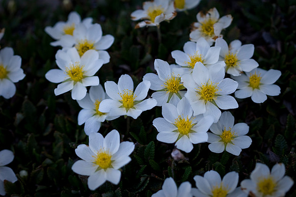 White Mountain Aven
