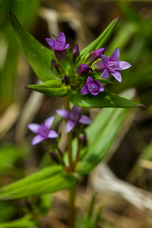 Northern Gentian - Gentianella amarella