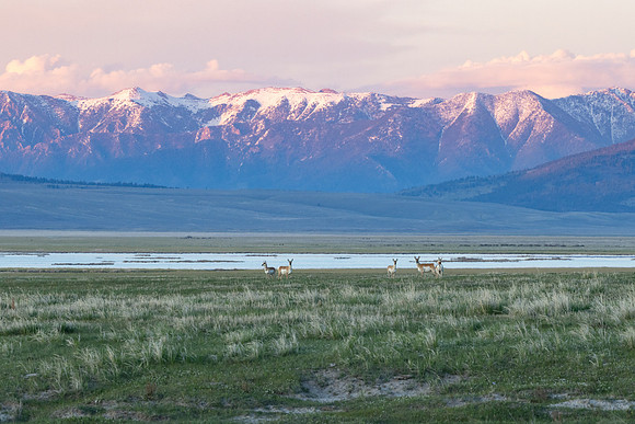 Pronghorn and alpenglow on the Madison Range
