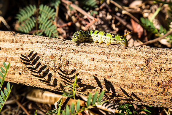 Spinx Moth Caterpillar