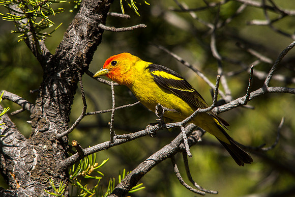 Western Tanager