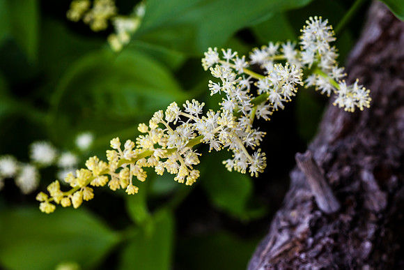 False Solomon's Seal - Maianthemum racemosum