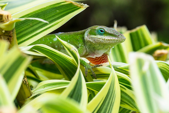 Green Anole - Anole carolinensis (2)