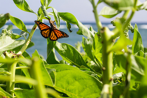 Monarch Butterly - Danaus plexippus