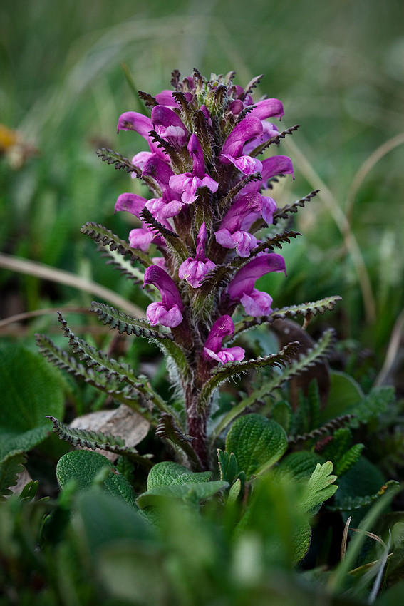Arctic Lousewort - Pedicularis langsdorfii