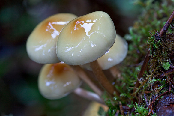 Shiny Shrooms