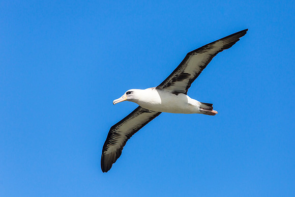 Laysan Albatross - Phoebastria immutabilis
