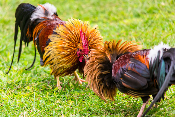 Dueling Red Junglefowl - Gallus gallus
