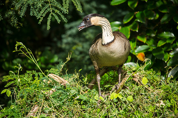 Hawaiian Goose (Nēnē) - Branta sandvicensis