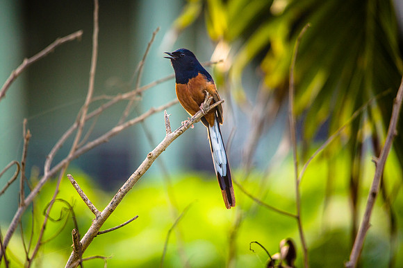 White-rumped Shama - Copsychus malabaricus