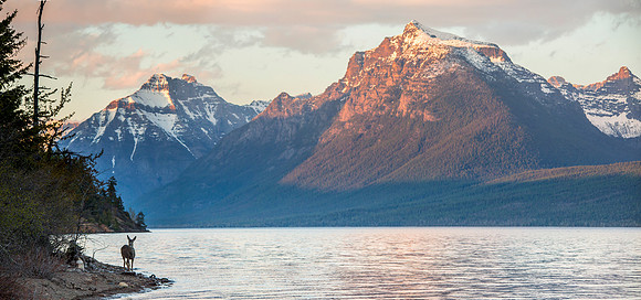 Mule Deer and Lake McDonald Sunset