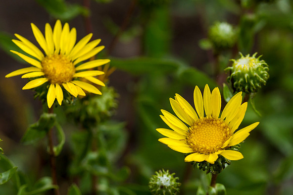 Curly Cup Gumweed - Grindelia squarrosa
