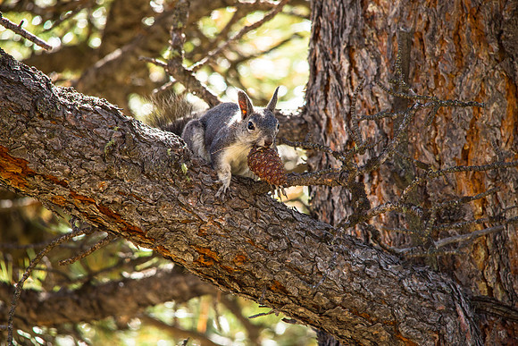 Aberts Squirrel with Cone