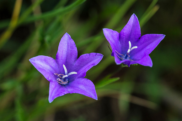 Parry's Harebell - Campanula parryi