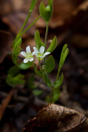 Grove Sandwort - Moehringia lateriflora