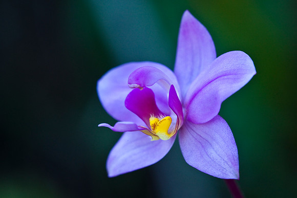 Philippine Ground Orchid
