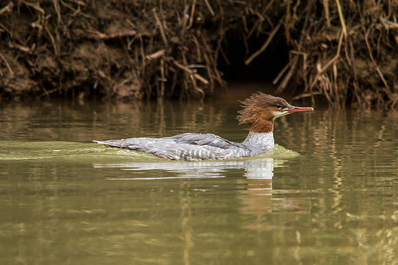 Red-breasted Merganser