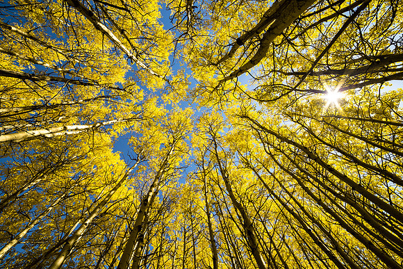 Aspen Grove Sunburst