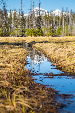 Spring at McGee Meadows