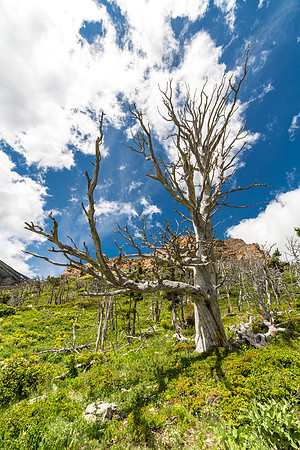 Huge Whitebark Pine