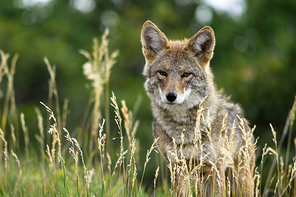 Mesa Verde Coyote
