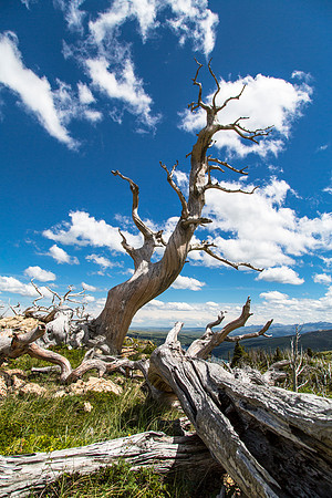 Twisted Whitebark Pine (2)