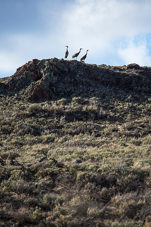 Sandhill Cranes