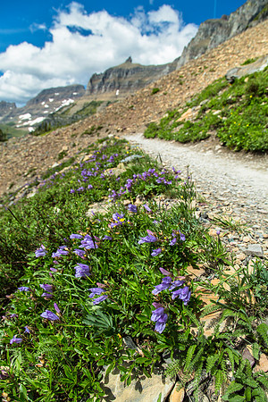 Highline Trail, Penstamon, and Garden Wall