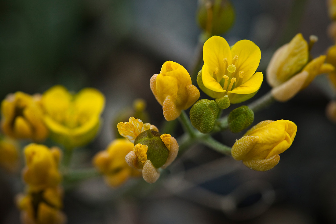 Alaska Draba - Draba stenoloba