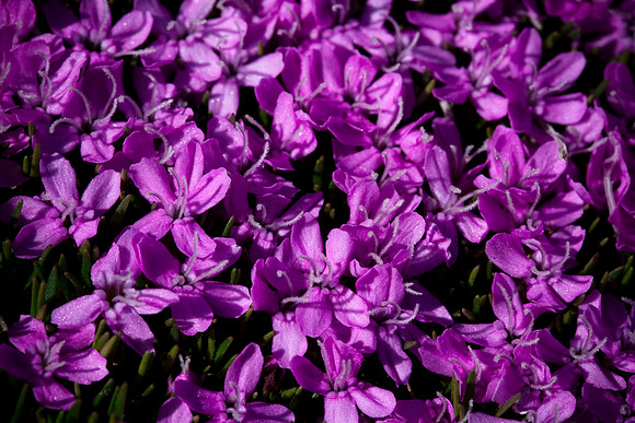Moss Campion - Silene acaulis