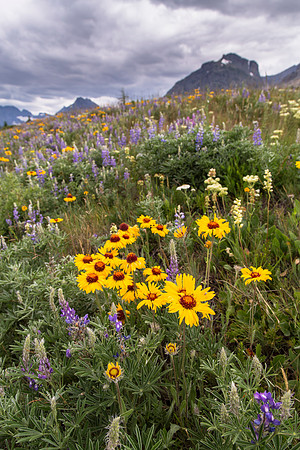 Wildflowers along the Many Galcier Road (3) 7.2.16