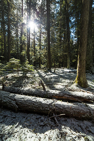 Forest Floor Near Sprague Creek