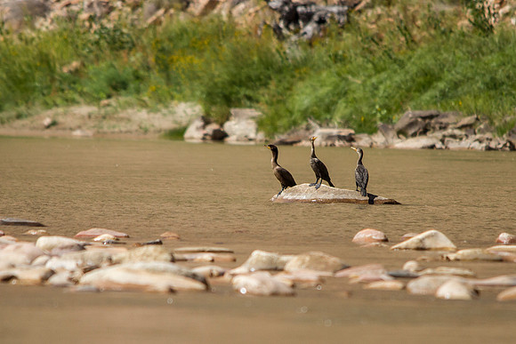 Double-crested Cormorants