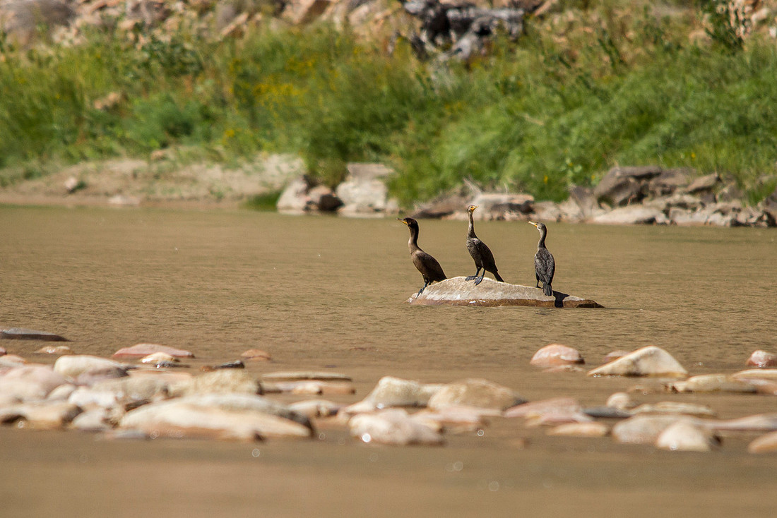 Double-crested Cormorants