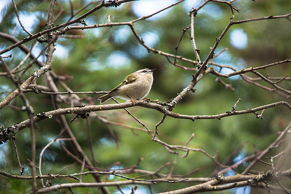 Golden-crowned Kinglet - Regulus satrapa