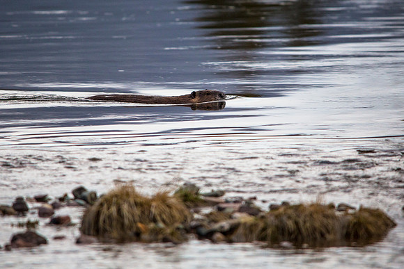 Beaver on McDonald Creek