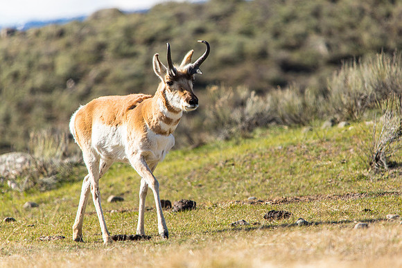 Pronghorn
