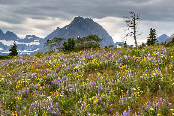 Wildflowers along the Many Galcier Road (2) 7.2.16