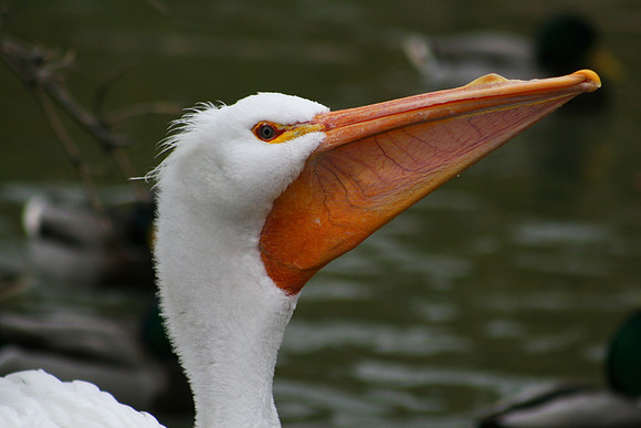 White Pelican