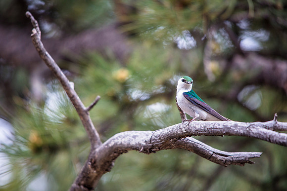 Violet Green Swallow (2) - Tachycineta thalassina